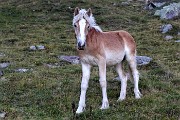 94 Bel cavallino mi osserva